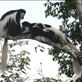 Black and white colobus monkeys Views[127]