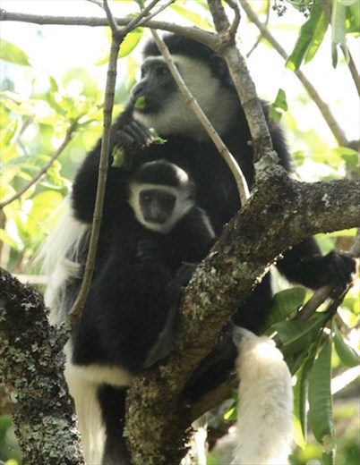 Black and white colobus mother and baby