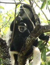 Black and white colobus mother and baby: by vagabonds3, Views[122]