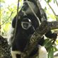 Black and white colobus mother and baby Views[121]