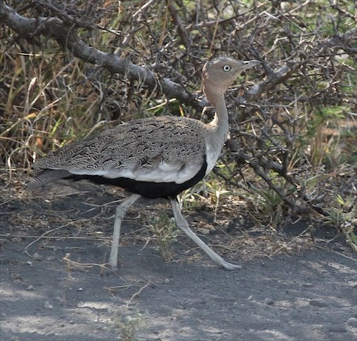 Buff-crested Bustard