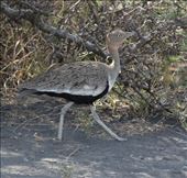 Buff-crested Bustard: by vagabonds3, Views[323]