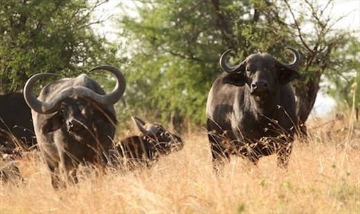 Danger, Cape Buffalo