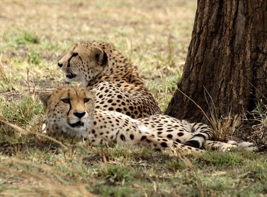 Cheetah Brothers, Serengeti NP