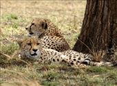 Cheetah Brothers, Serengeti NP: by vagabonds3, Views[744]