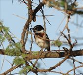 Chinspot Batis: by vagabonds3, Views[323]