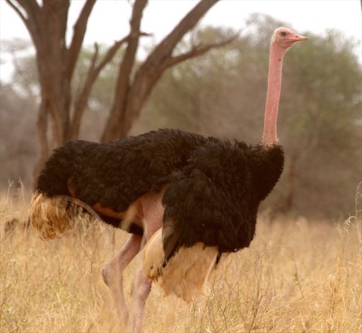 Ostrich