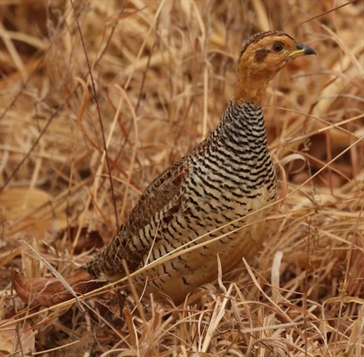 Coqui Francolin
