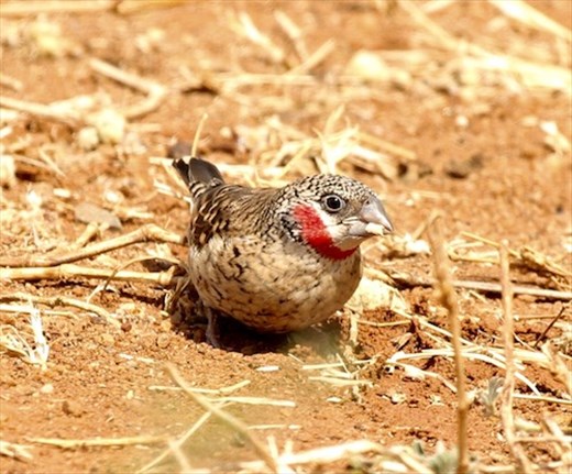 Cut-throat Finch