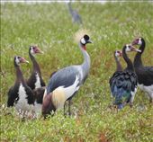 Crowned Crane and Egyptian Geese: by vagabonds3, Views[592]