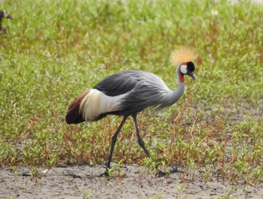 Crowned Crane