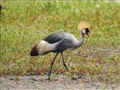 Crowned Crane: by vagabonds3, Views[90]