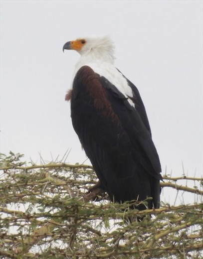 African Fish-Eagle, Tarangiri NP