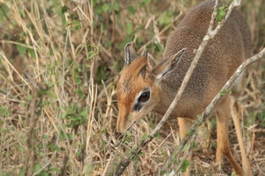 The tiny Dik-Dik