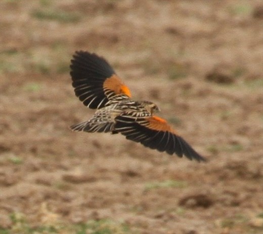 Fan-tailed Widowbird
