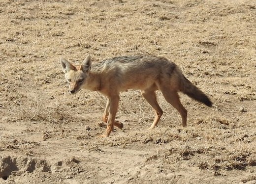 Golden jackal, Ngorongoro