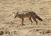 Golden jackal, Ngorongoro: by vagabonds3, Views[119]
