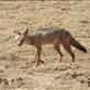 Golden jackal, Ngorongoro Views[117]