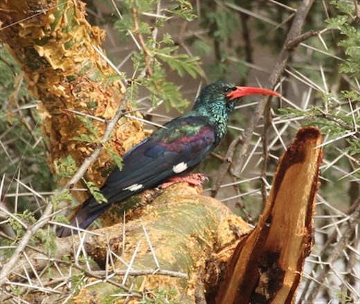 Green Wood-hoopoe
