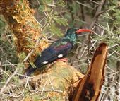 Green Wood-hoopoe: by vagabonds3, Views[324]