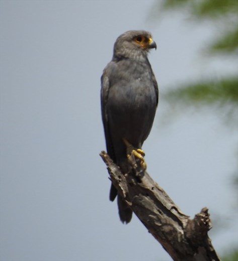 Grey Kestrel