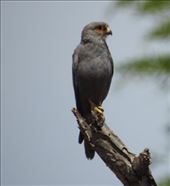 Grey Kestrel: by vagabonds3, Views[304]