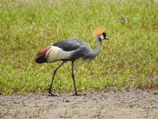 Grey-crowned Crane