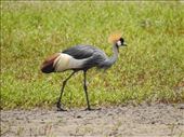 Grey-crowned Crane: by vagabonds3, Views[328]