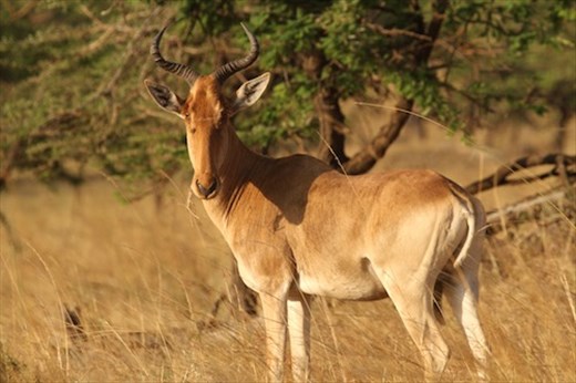 Hartebeest