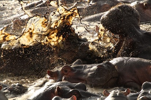 Hippo Pool, Serengeti NP