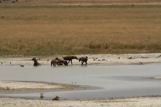 Hyenas, Ngorongoro Crater