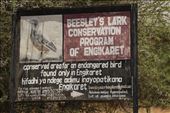 Beasely's Lark Conservation Program: by vagabonds3, Views[346]