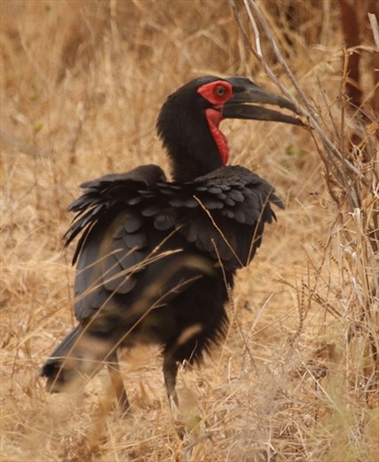 Ground Hornbill, Tarangiri NP