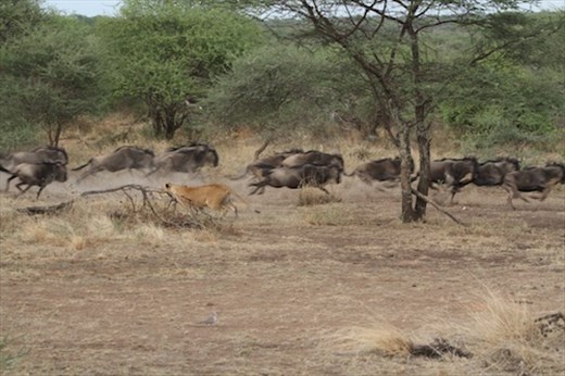 The Chase, Serengeti NP