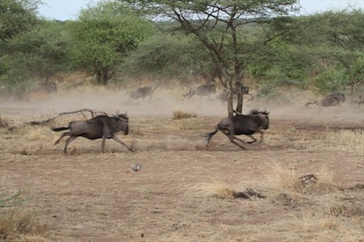 The Lucky Ones, Seerengeti