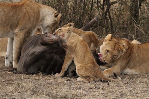 Feast, Serengeti