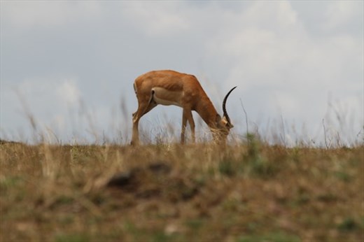 Impala, favorite food on the savanah