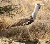 Kori Bustard: by vagabonds3, Views[315]