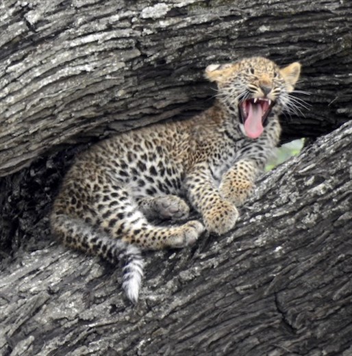 Leopard cub, Serengeti NP