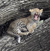 Leopard cub, Serengeti NP: by vagabonds3, Views[111]