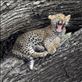 Leopard cub, Serengeti NP Views[111]