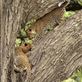 Leopard cubs, Serengeti NP Views[147]