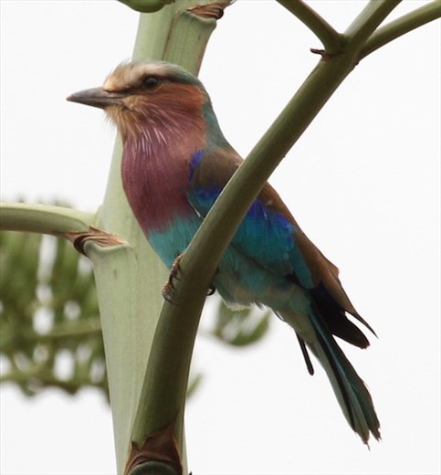 Lilac-breasted Roller