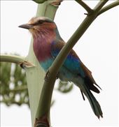 Lilac-breasted Roller: by vagabonds3, Views[282]