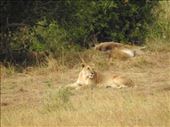 Let sleeping lions lie, Serengeti NP: by vagabonds3, Views[111]