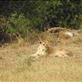 Let sleeping lions lie, Serengeti NP Views[110]