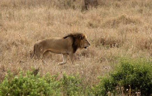 Lion king, , Serengeti NP
