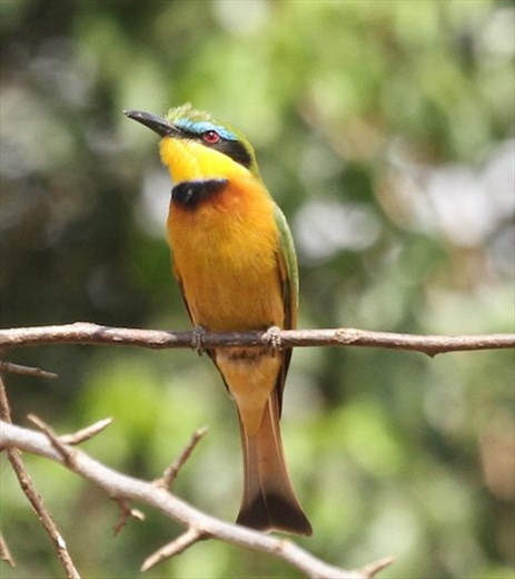 Little Bee-Eater