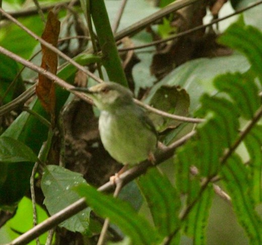 Long-tailed taylorbird, Amani Biosphere Reserve