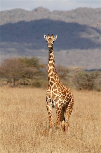 Masai Giraffe